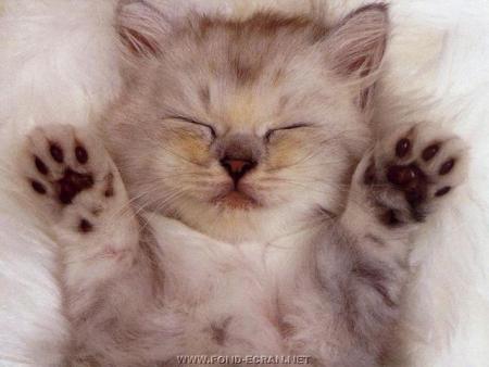 TRO EXELEN LE CHAT