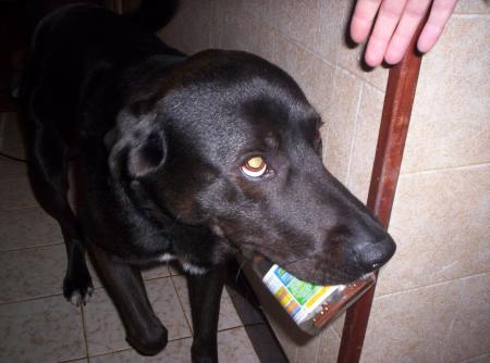 mon chien ki dejeune lol