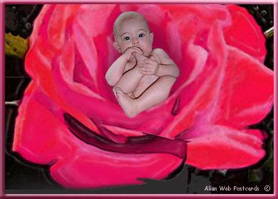 on di ke les fille naisse dans une rose