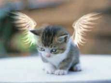 tros mimi le chat
