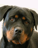 je les trouve tro bo ses chien la