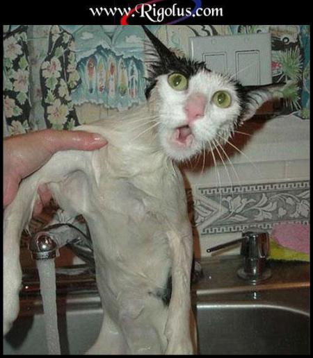 putin le chat